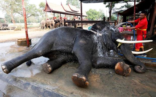 Un elefante disfruta de un baño. 