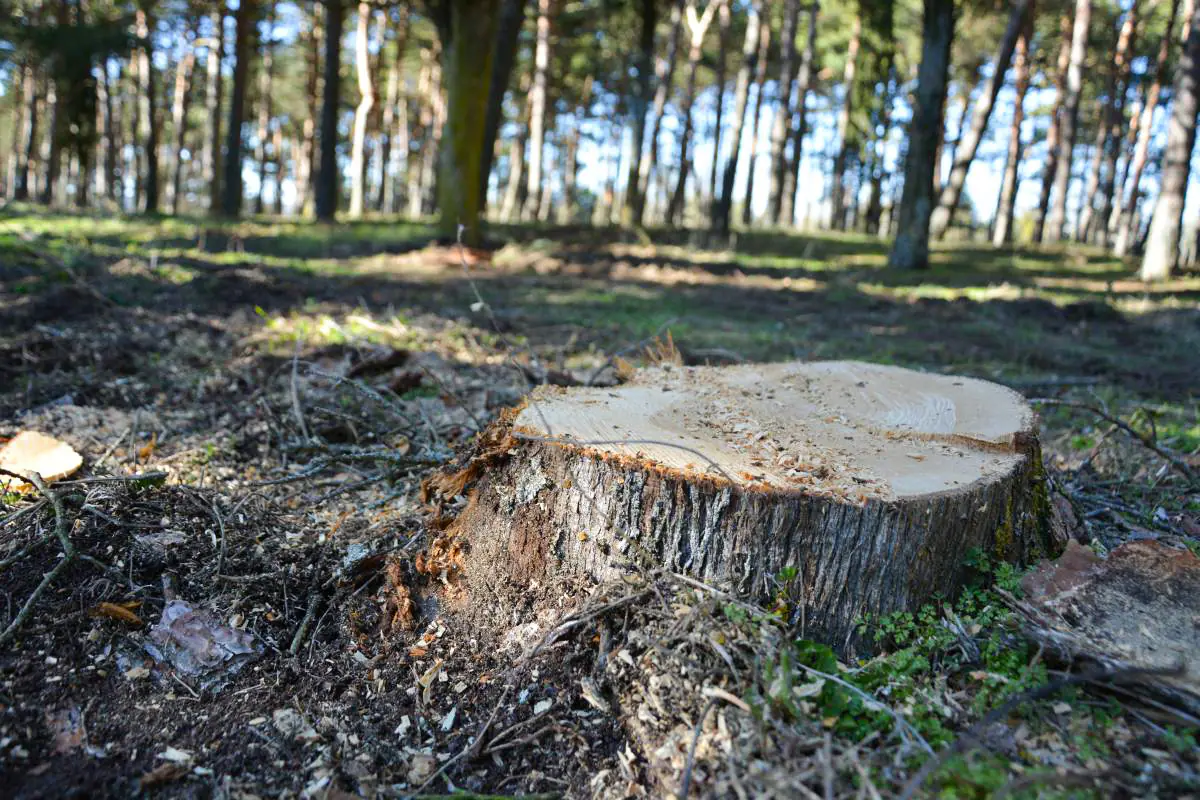 Operarios de Tragsa han talado en las últimas jornadas medio centenar de pinos que se encontraban enfermos o secos.