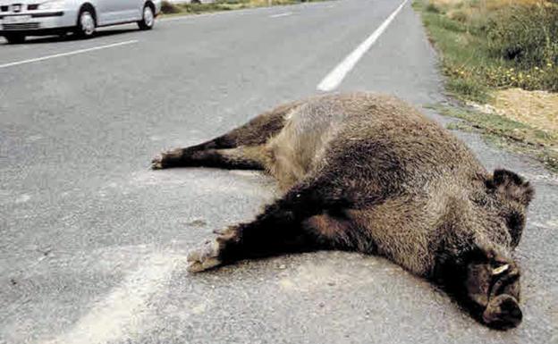 Burgos es la primera provincia de España en accidentes con animales