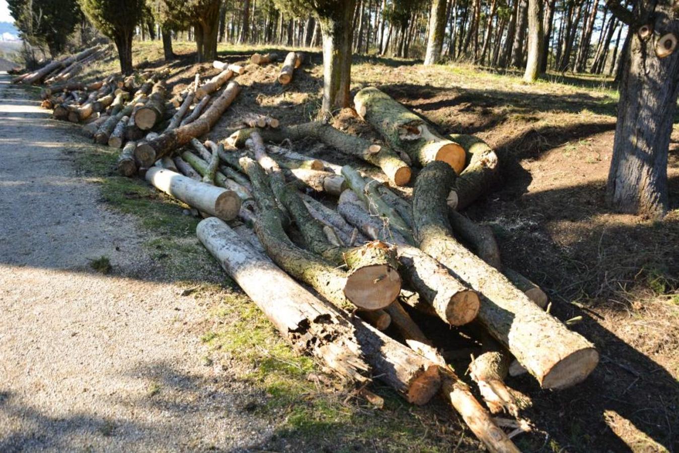 Operarios de Tragsa han talado en las últimas jornadas medio centenar de pinos que se encontraban enfermos o secos.