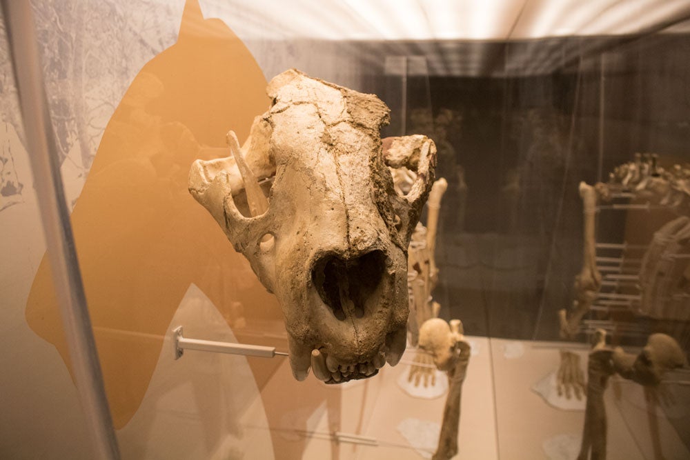 El MEH acoge hasta noviembre una muestra con el esqueleto completo de un león de las cavernas, una pieza única. La exposición se completa con fósiles de otros carnívoros