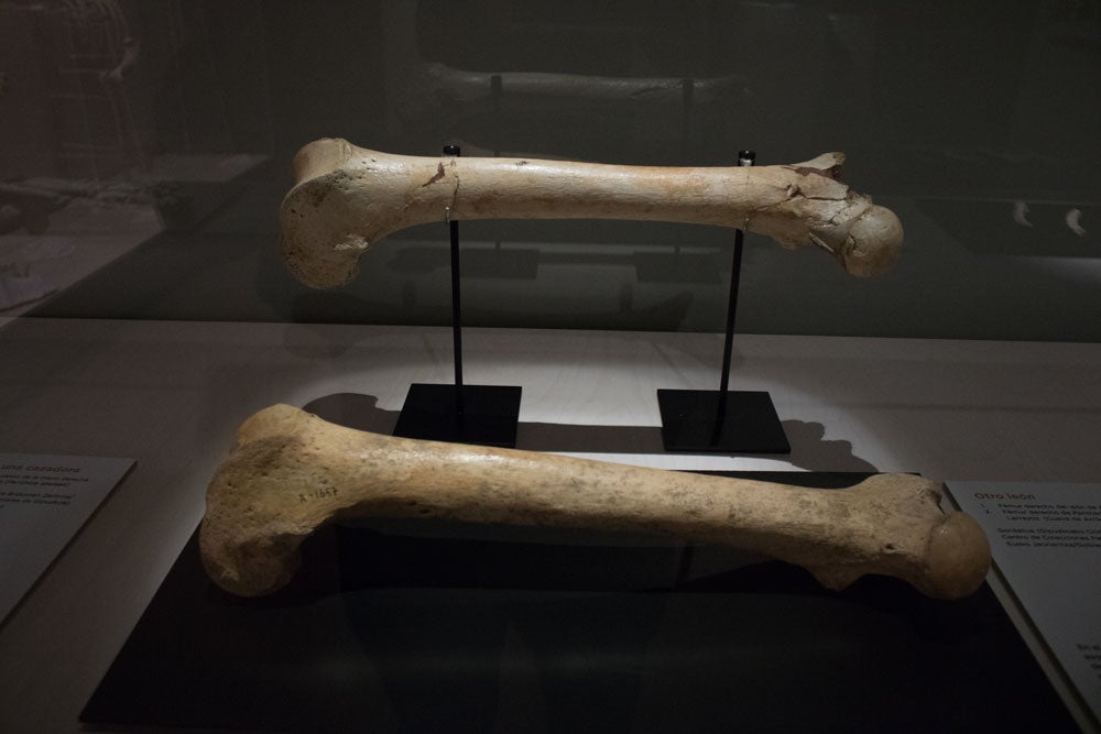 El MEH acoge hasta noviembre una muestra con el esqueleto completo de un león de las cavernas, una pieza única. La exposición se completa con fósiles de otros carnívoros