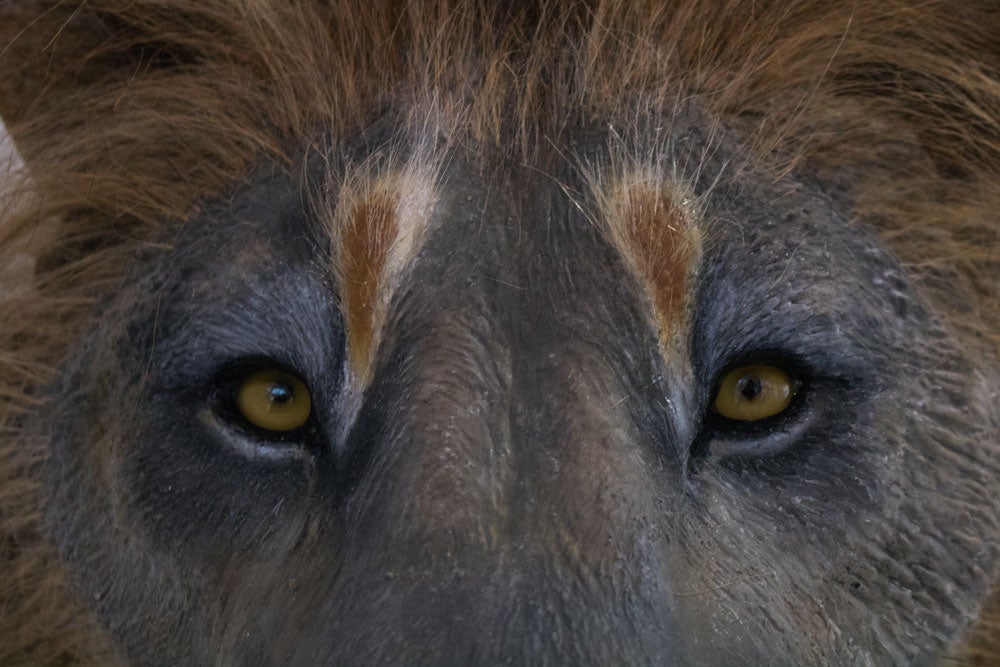 El MEH acoge hasta noviembre una muestra con el esqueleto completo de un león de las cavernas, una pieza única. La exposición se completa con fósiles de otros carnívoros