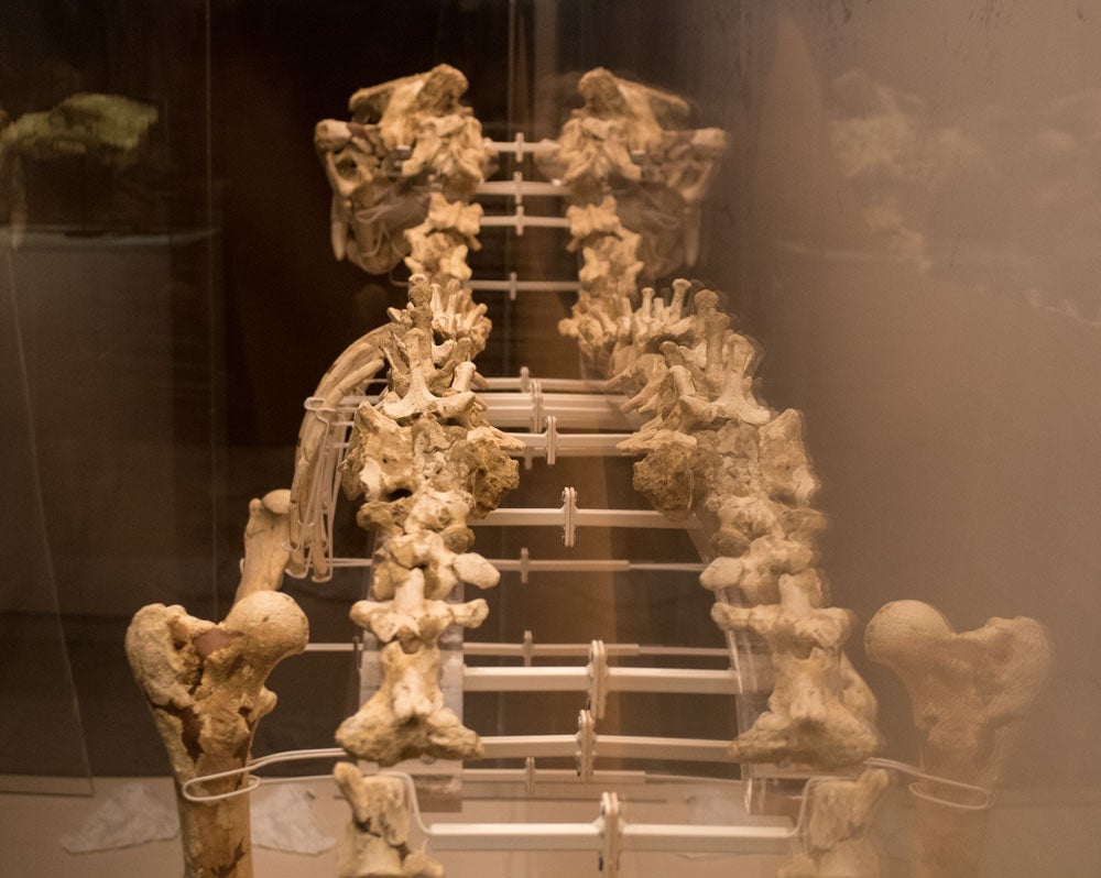 El MEH acoge hasta noviembre una muestra con el esqueleto completo de un león de las cavernas, una pieza única. La exposición se completa con fósiles de otros carnívoros