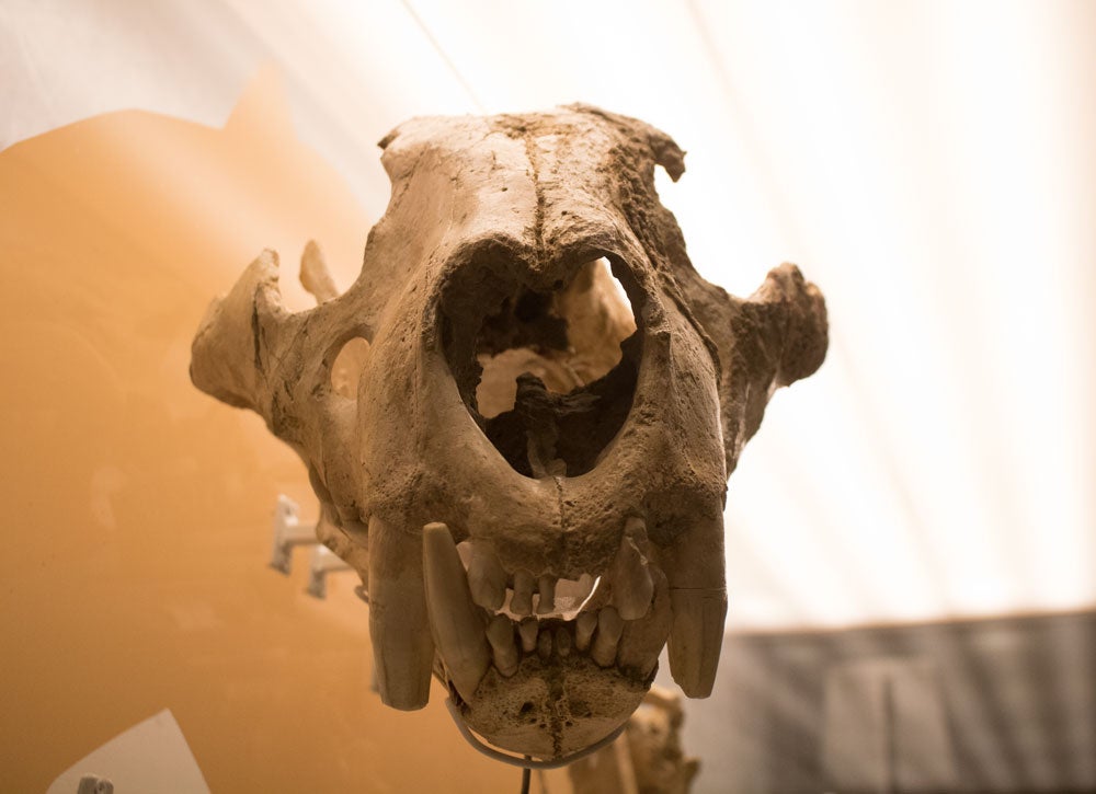 El MEH acoge hasta noviembre una muestra con el esqueleto completo de un león de las cavernas, una pieza única. La exposición se completa con fósiles de otros carnívoros
