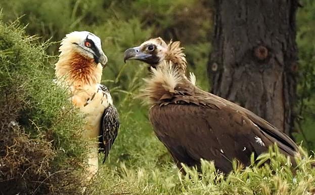 Varios ejemplares se han aclimatado ya a La Demanda.