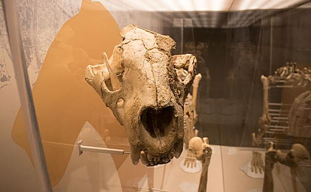 El MEH acoge estos días una exposición sobre el león de las cavernas, con un esqueleto completo hallado en el País Vasco