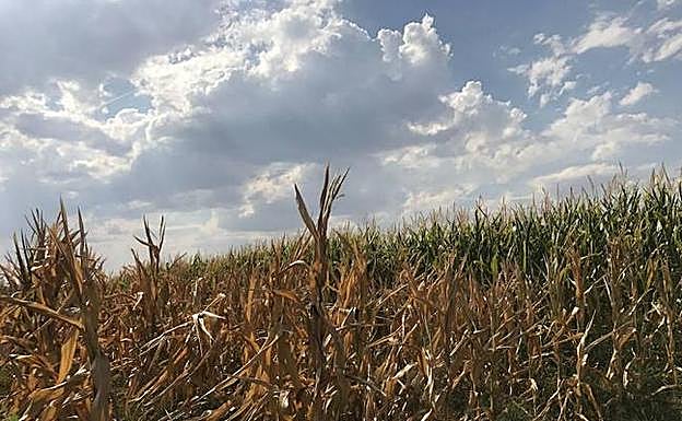 Cultivos de maíz secos en la localidad de Pollos en agosto de 2017.