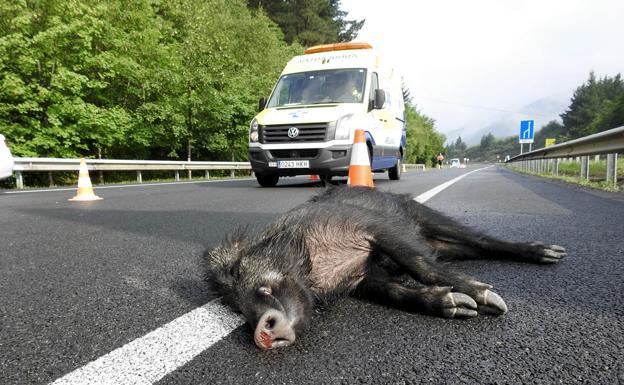 Imagen de archivo de un accidente con un jabalí