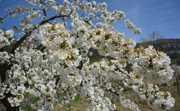 Los cerezos ya están en flor en Las Caderechas