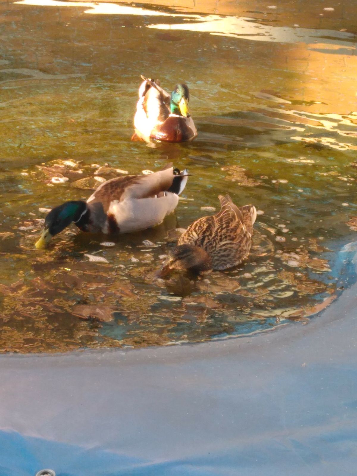 Familia de patos que siempre nos visitan en primavera. La Cistérniga.