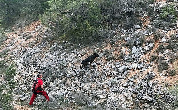 En la búsqueda también participan perros