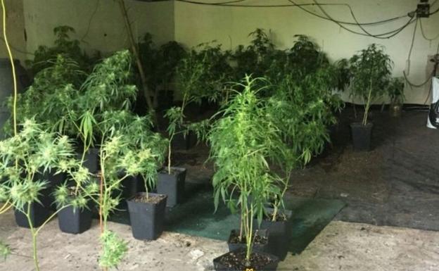 Se localizaron 76 plantas enraizadas en macetas.