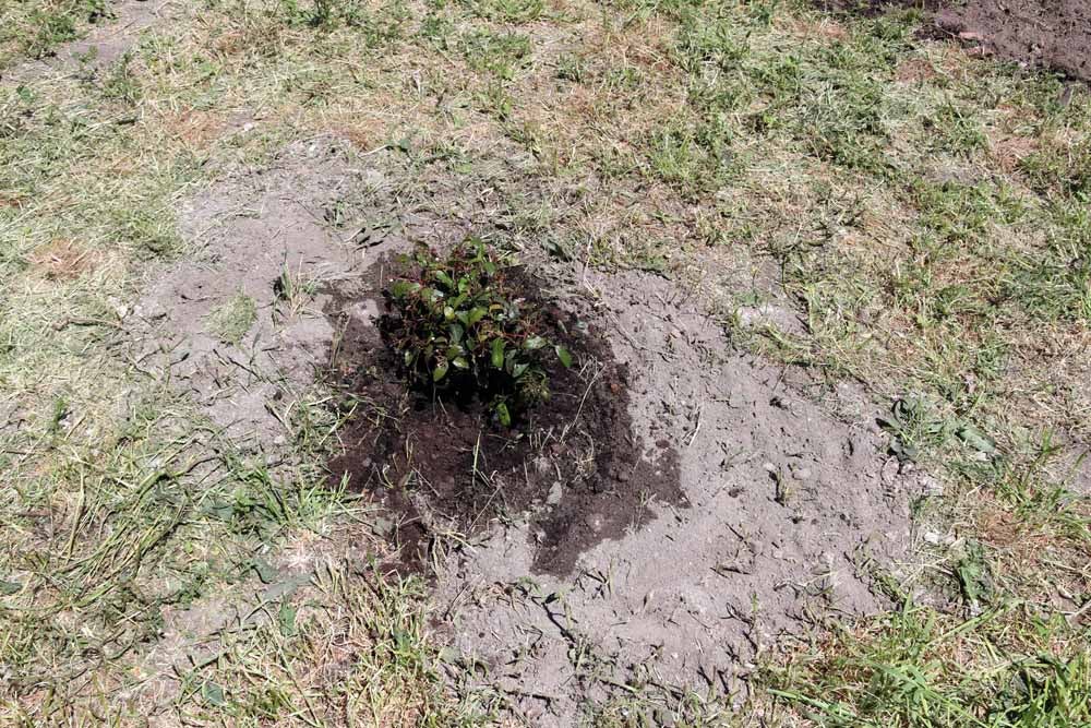 Fotos: Centenares de burgaleses han plantado árboles en la ladera del Castillo