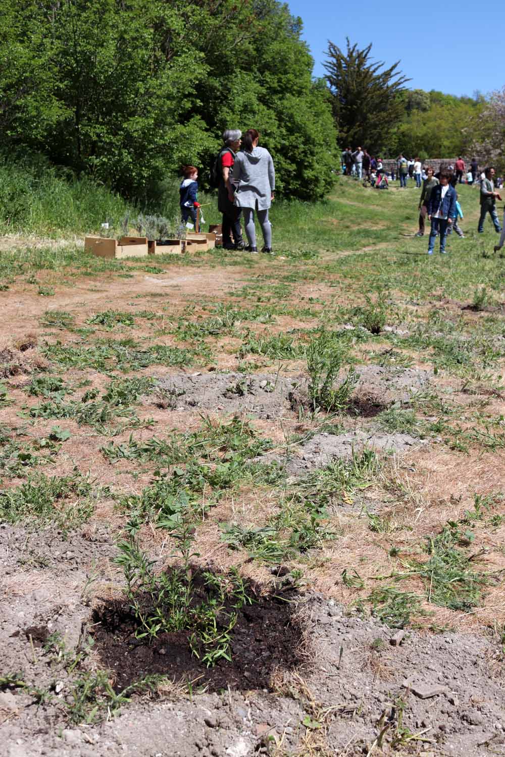 Fotos: Centenares de burgaleses han plantado árboles en la ladera del Castillo