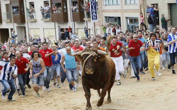 Toro Enmaromado en Benavente.