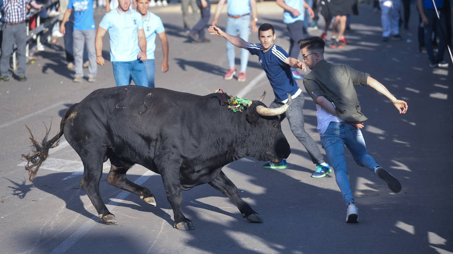 Como viene siendo habitual desde hace años, el primer fin de semana del mes de junio se convierte en una especie de fiestas patronales chicas en Medina del Campo, gracias a la suelta urbana de tres morlacos