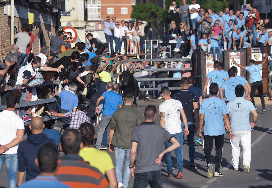 Como viene siendo habitual desde hace años, el primer fin de semana del mes de junio se convierte en una especie de fiestas patronales chicas en Medina del Campo, gracias a la suelta urbana de tres morlacos