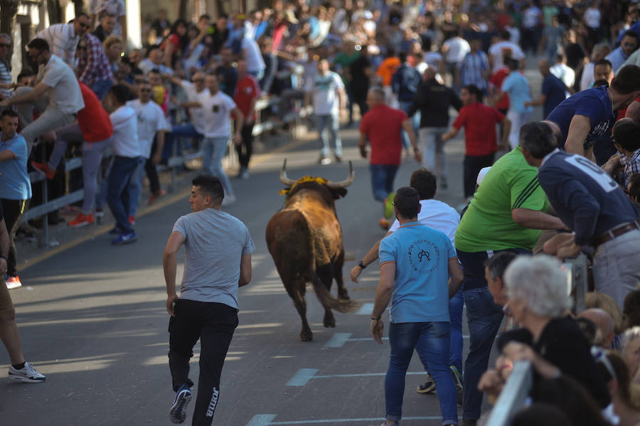 Como viene siendo habitual desde hace años, el primer fin de semana del mes de junio se convierte en una especie de fiestas patronales chicas en Medina del Campo, gracias a la suelta urbana de tres morlacos