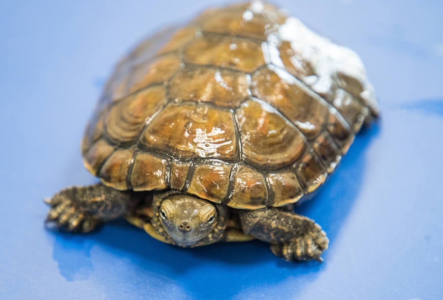 Fotos: Centro de Recuperación de Animales Silvestres (CRAS) de Albillos