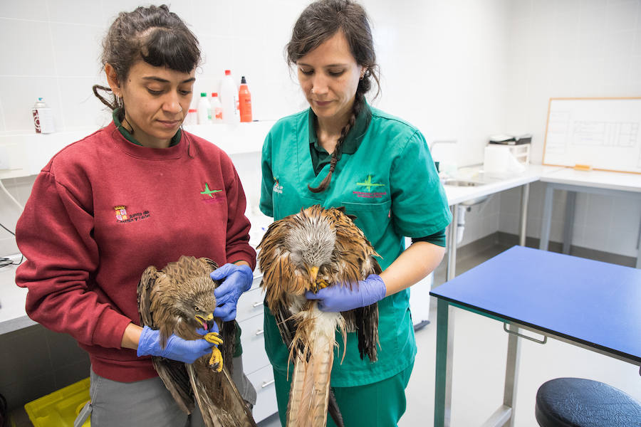 Fotos: Centro de Recuperación de Animales Silvestres (CRAS) de Albillos