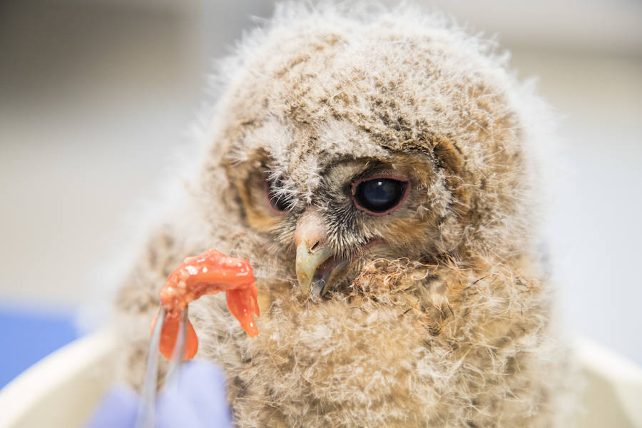 Fotos: Centro de Recuperación de Animales Silvestres (CRAS) de Albillos