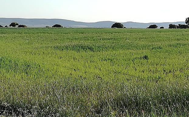 El campo está verde pero, en algunas zonas, encharcado o afectado pro enfermedades