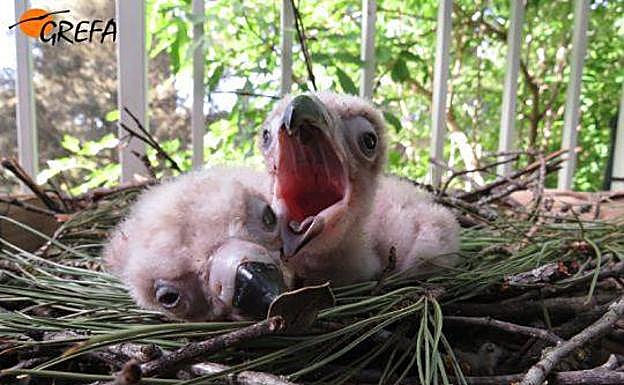 Dos de los pollos de buitre negro nacidos en 2018