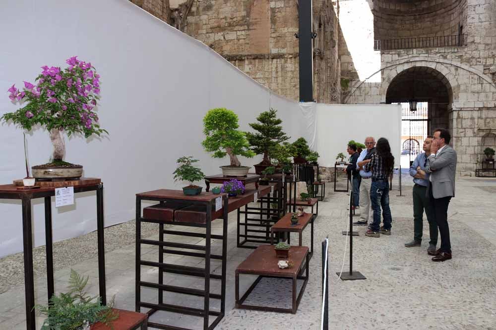 Fotos: En imágenes la exposición de bonsáis