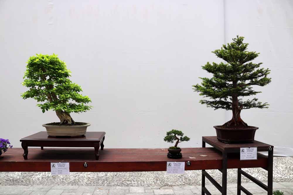 Fotos: En imágenes la exposición de bonsáis