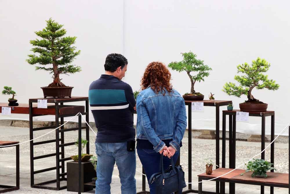 Fotos: En imágenes la exposición de bonsáis