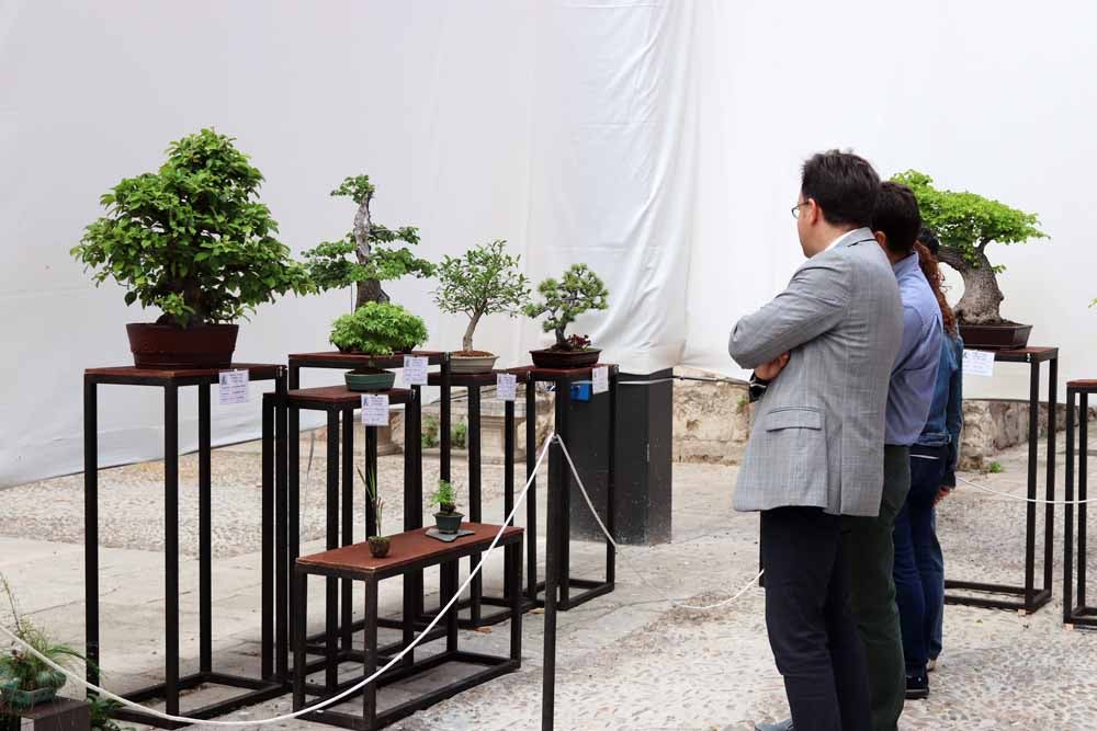 Fotos: En imágenes la exposición de bonsáis