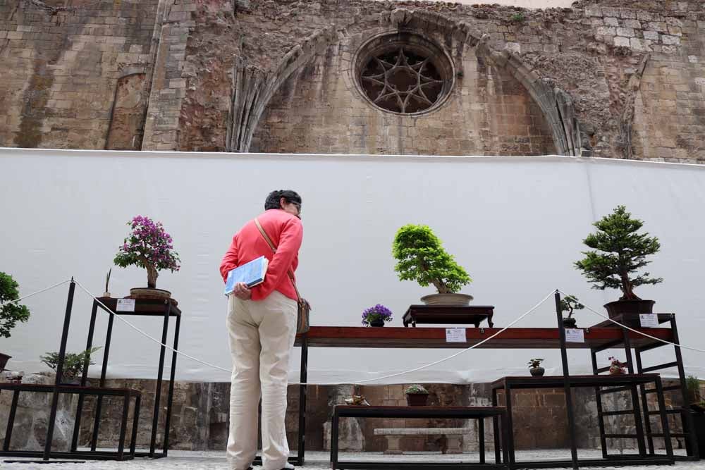 Fotos: En imágenes la exposición de bonsáis