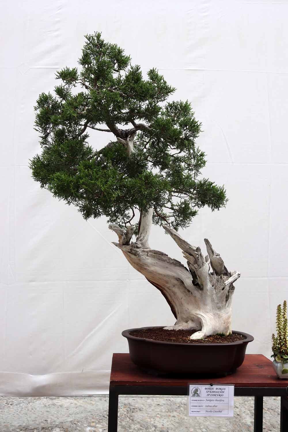 Fotos: En imágenes la exposición de bonsáis