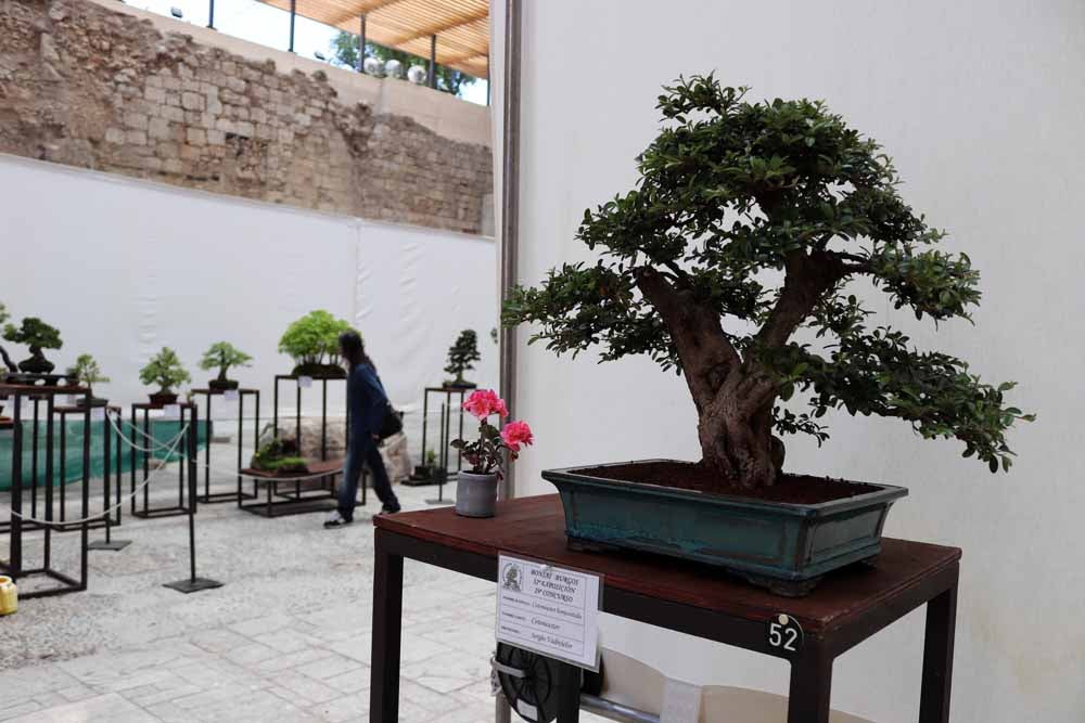 Fotos: En imágenes la exposición de bonsáis