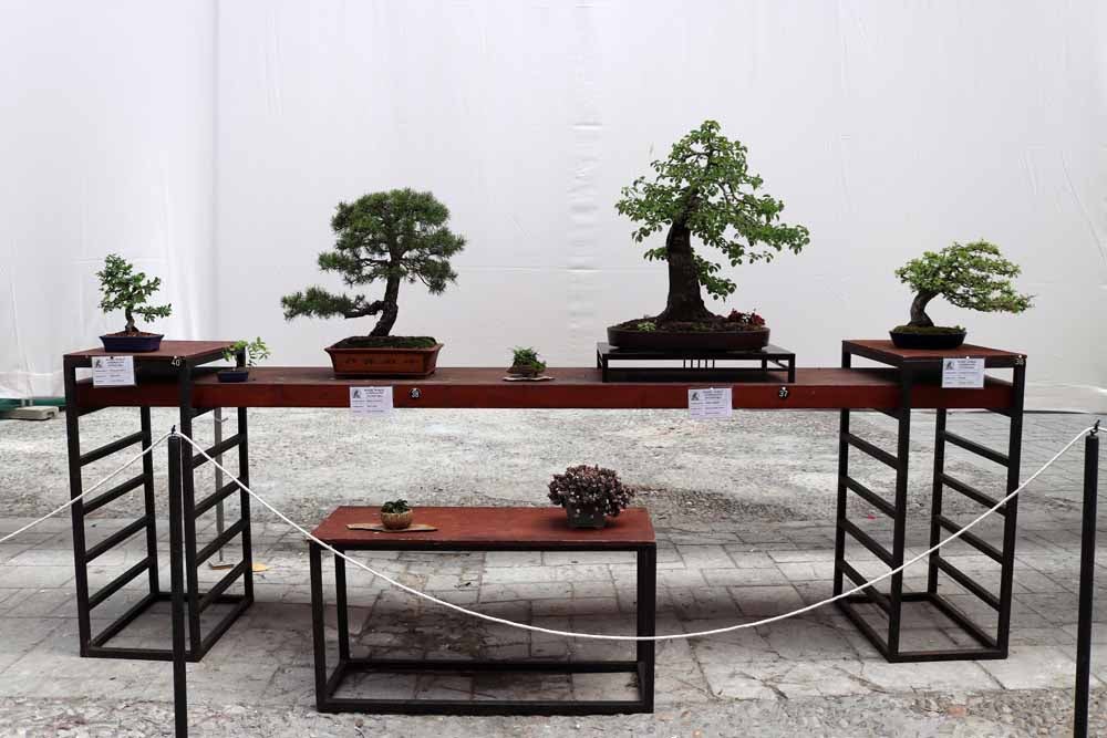 Fotos: En imágenes la exposición de bonsáis
