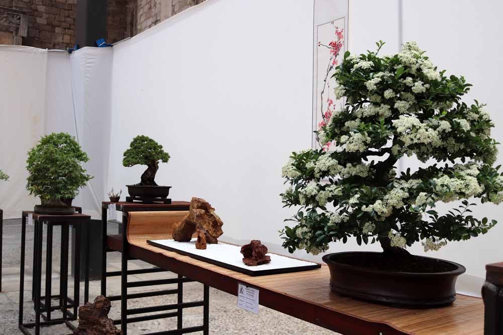 Fotos: En imágenes la exposición de bonsáis