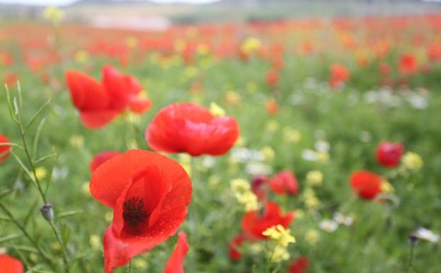 Campo de amapolas en Castilla y León. 