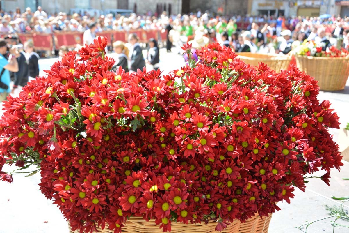 Fotos: Ofrenda Floral a Santa María La Mayor