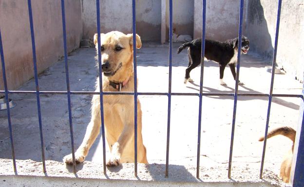 En las instalaciones viven unos 180 perros y un centenar de gatos