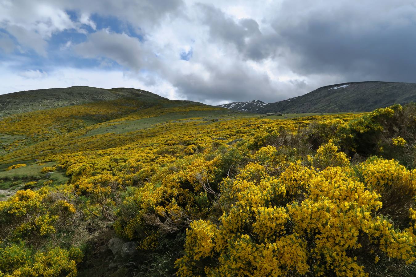 Piornos en la ascensión a la Laguna Grande de Gredos desde la Plataforma.