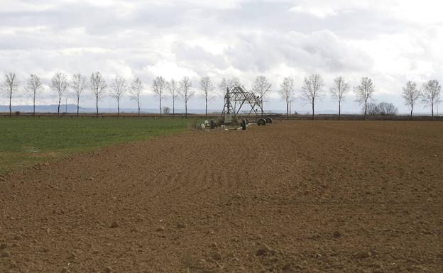 Una parcela de regadío en Palencia. 