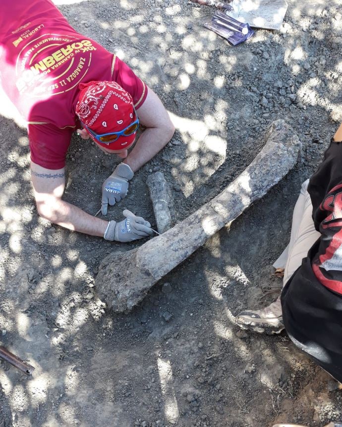 Fotos: El Colectivo Arqueológico Salense descubre importantes restos de un saurópodo