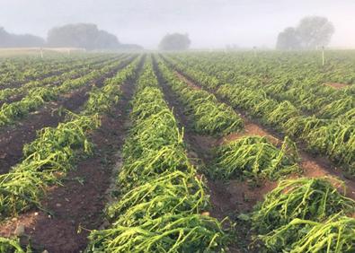 Imagen secundaria 1 - Ejemplos del efecto demoledor del pedrisco