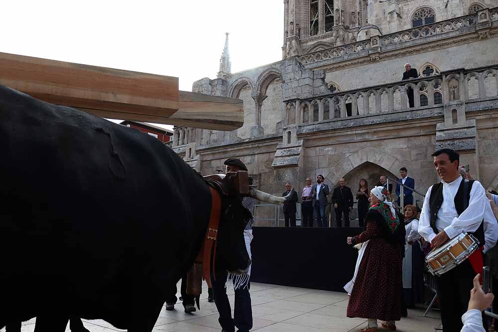 Fotos: Los materiales que dieron forma a la Catedral vuelven en bueyes y vacas serranas