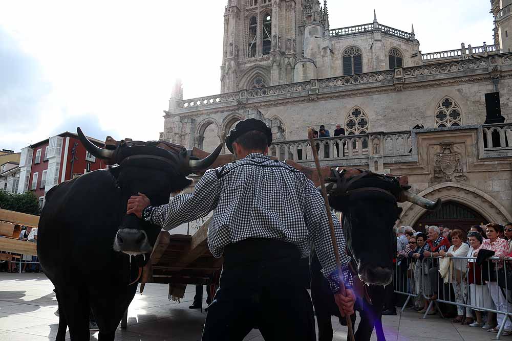 Fotos: Los materiales que dieron forma a la Catedral vuelven en bueyes y vacas serranas