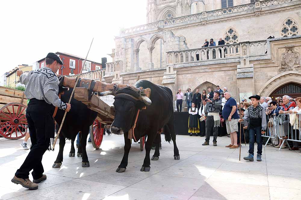 Fotos: Los materiales que dieron forma a la Catedral vuelven en bueyes y vacas serranas