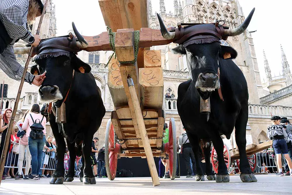 Fotos: Los materiales que dieron forma a la Catedral vuelven en bueyes y vacas serranas