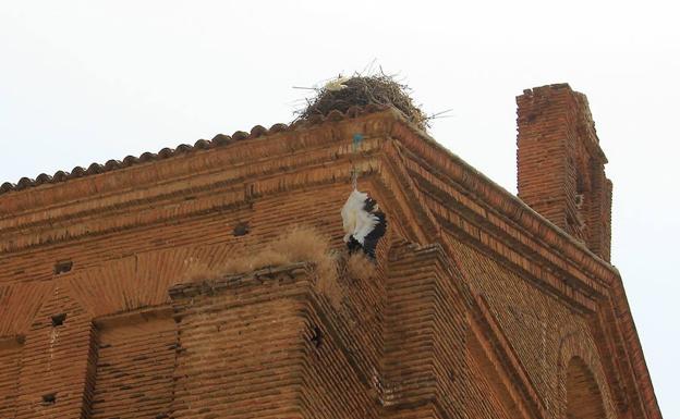 La cigüeña muerta, colgada de la iglesia de Frechilla.