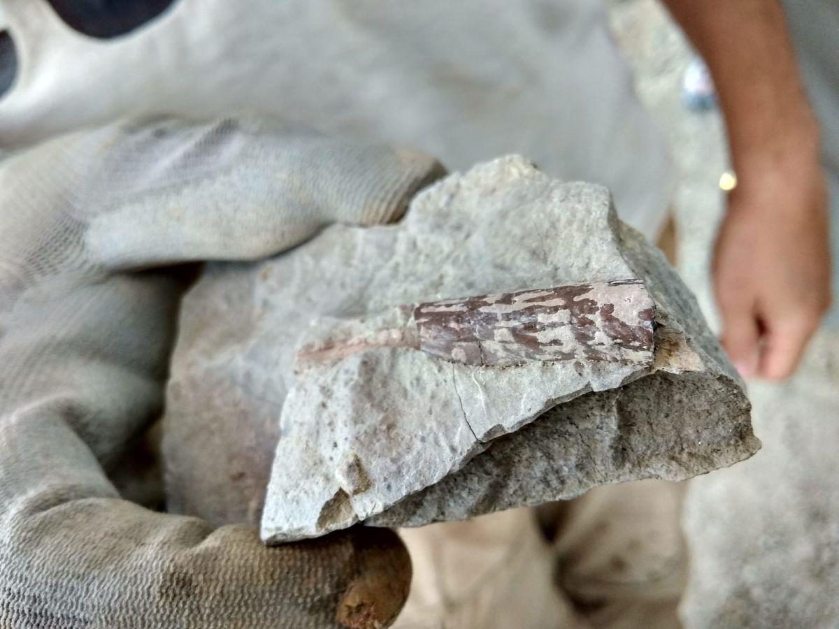 Fotos: Balance de la Campaña 2018 de excavaciones en el yacimiento de restos de dinosaurios Valdepalazuelos-Tenadas del Carrascal de Torrelara